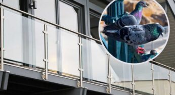 Escrementi di piccione sul balcone, come liberarsene velocemente e senza correre alcun rischio