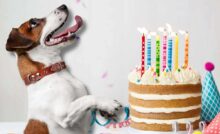 cane torta di compleanno